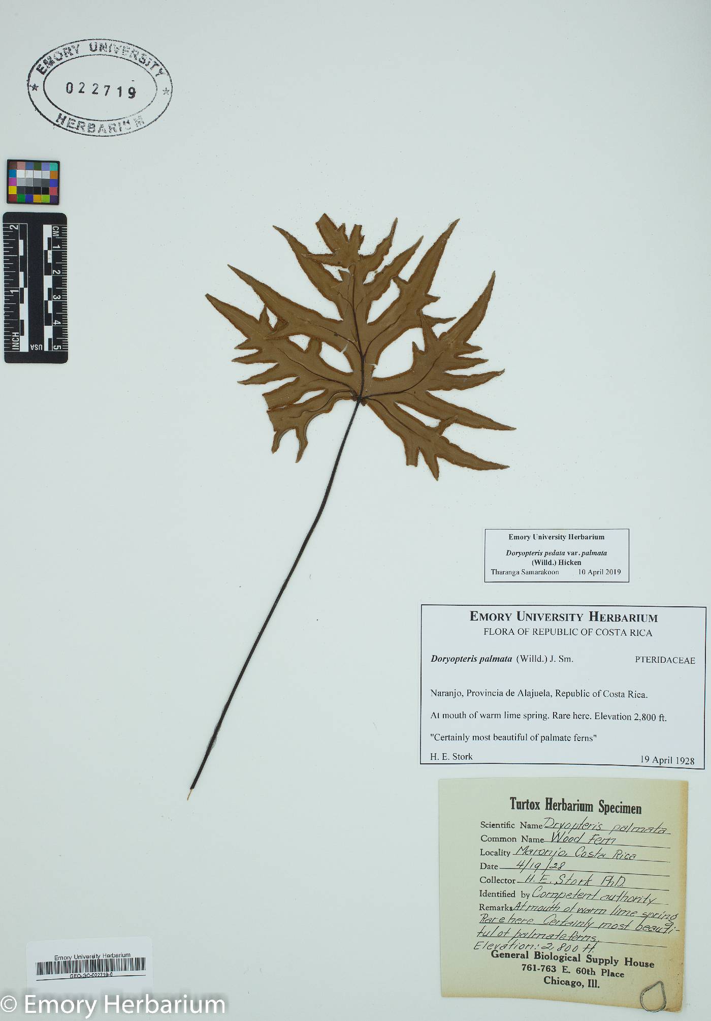 Doryopteris pedata var. palmata image