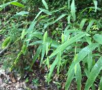 Chasmanthium latifolium image