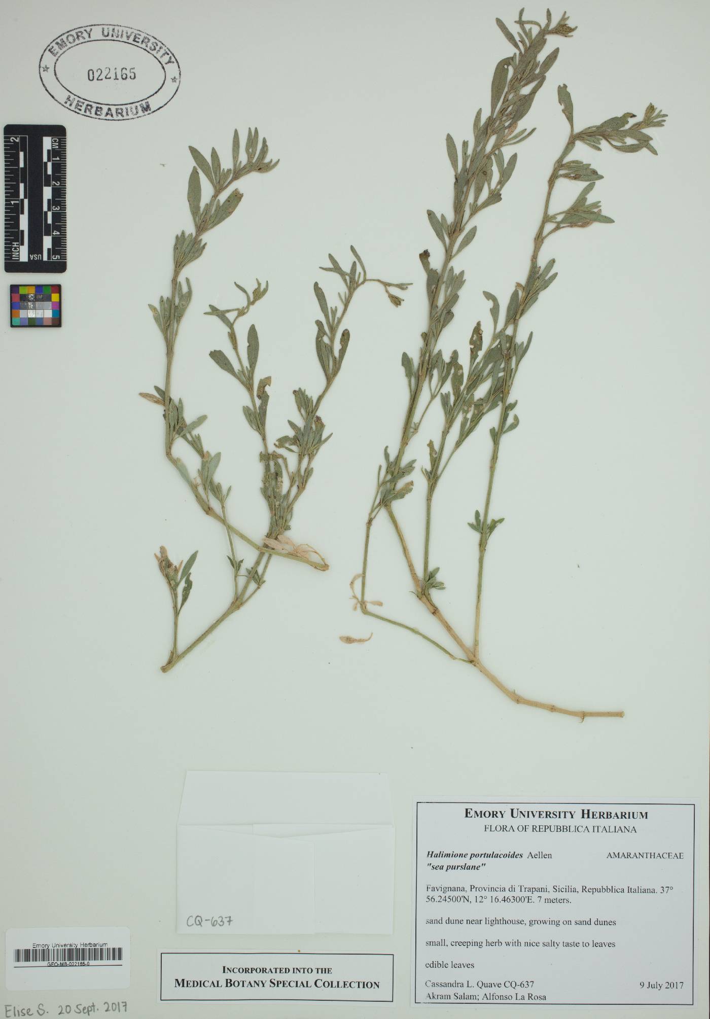 Halimione portulacoides image