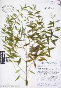 Amsonia tabernaemontana image