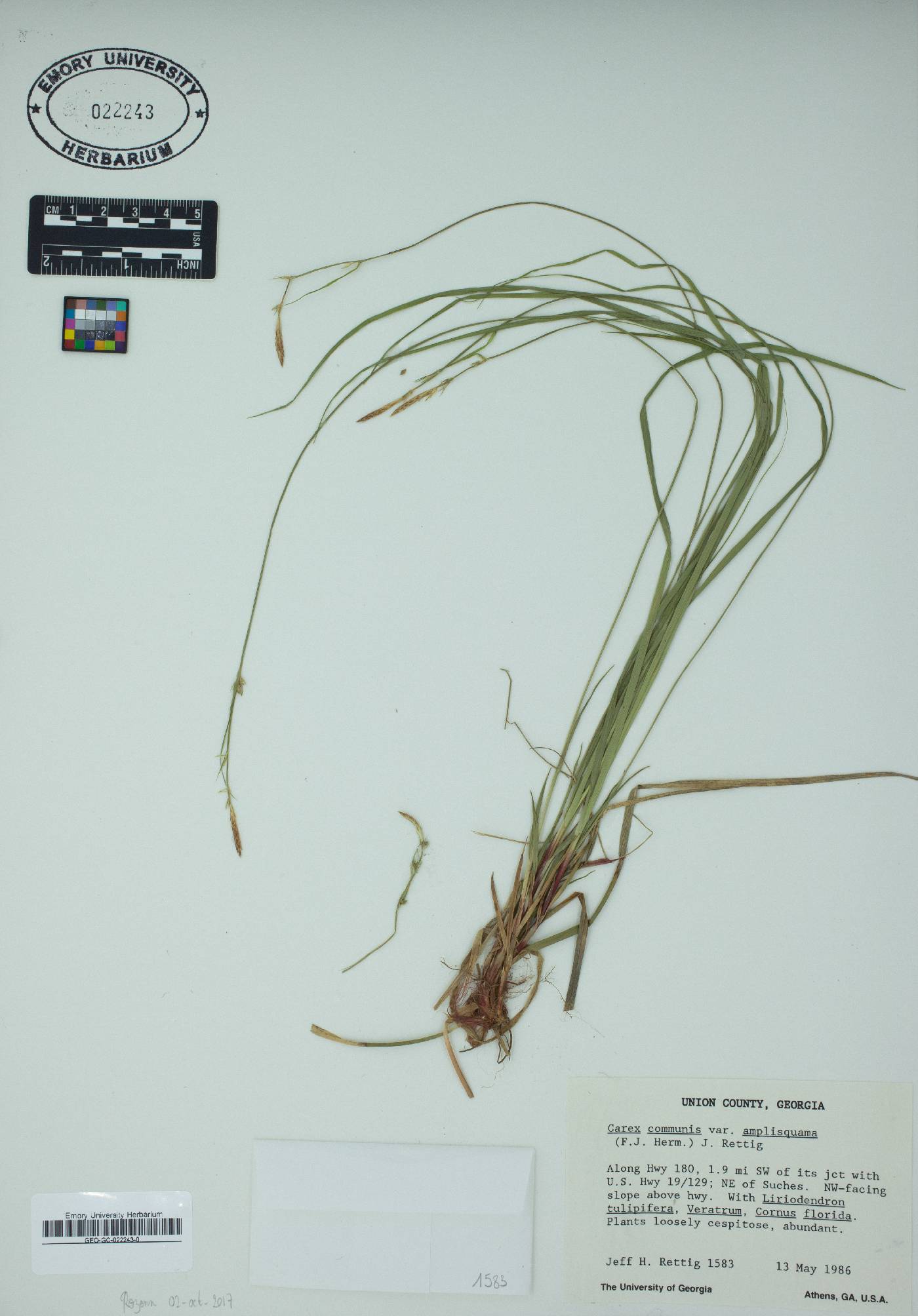 Carex communis var. amplisquama image