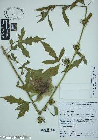 Hibiscus moscheutos image