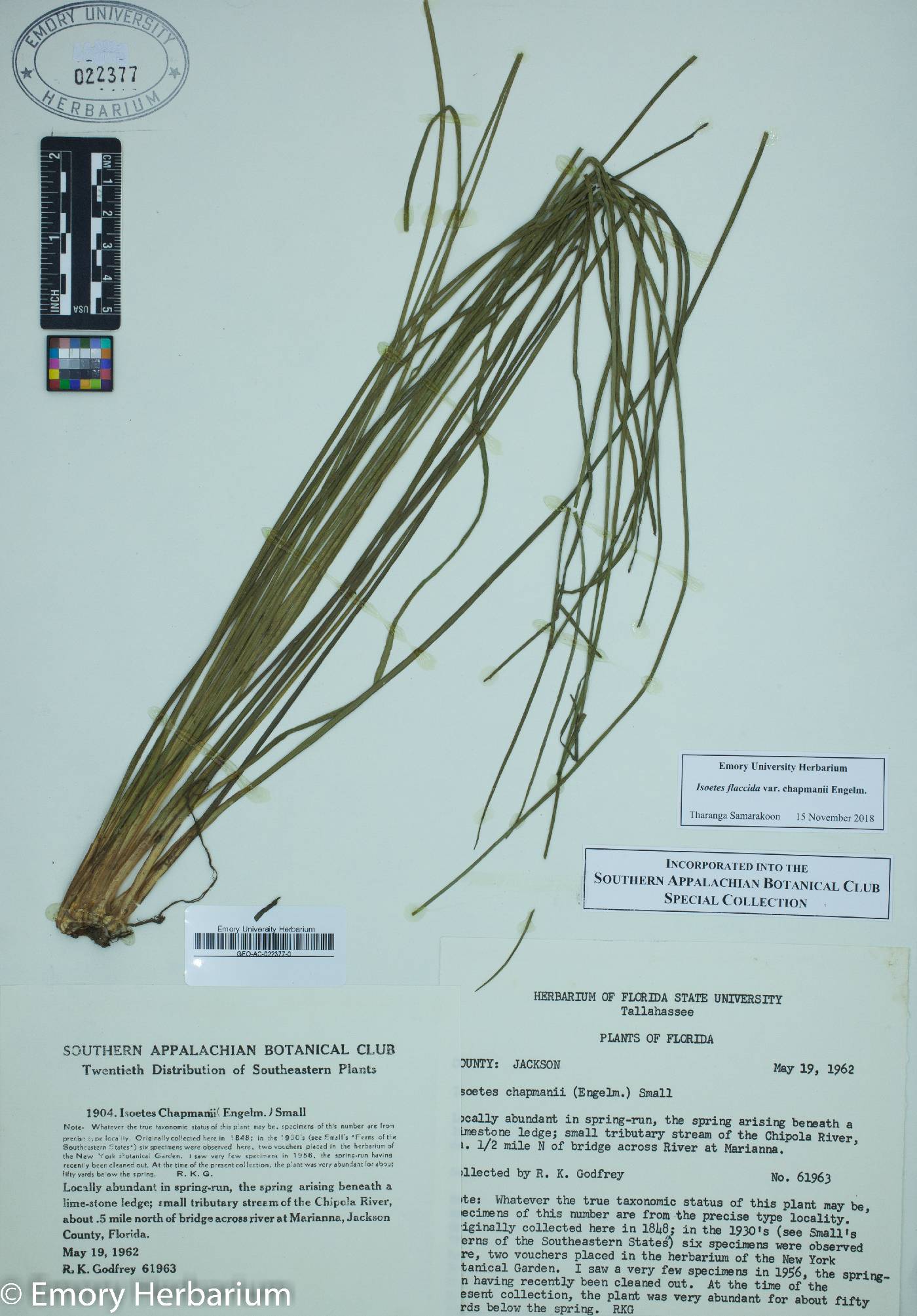 Isoëtes flaccida var. chapmanii image
