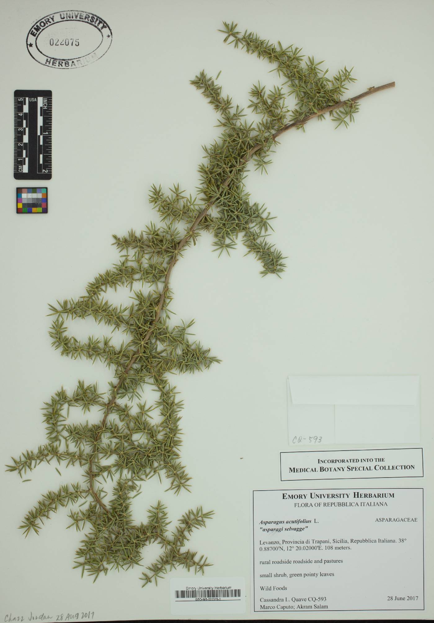 Asparagus acutifolius image