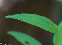 Rhexia virginica image