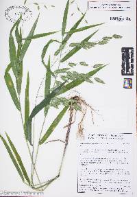 Chasmanthium latifolium image