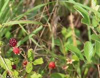 Rubus argutus image