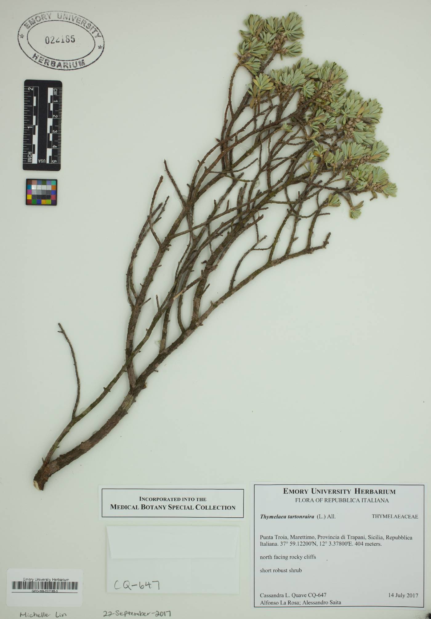 Thymelaea tartonraira image