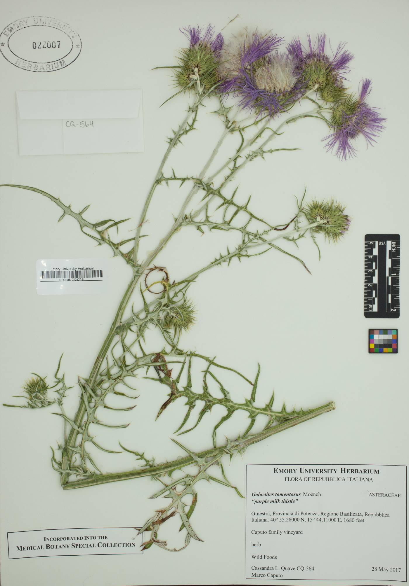 Galactites tomentosa image