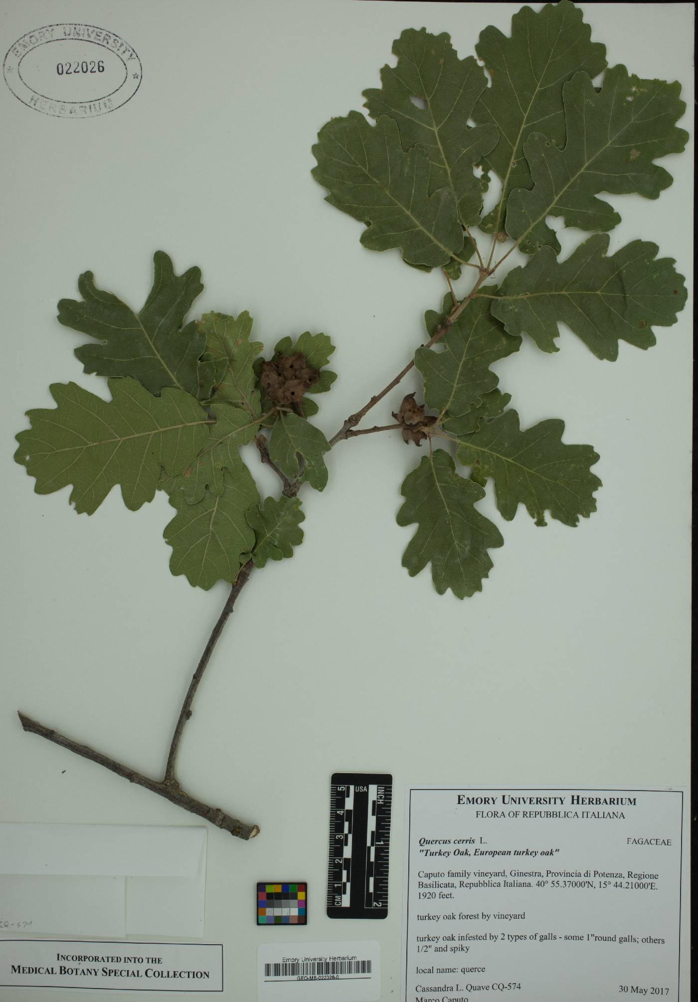 Quercus cerris image