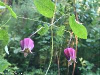 Clematis glaucophylla image