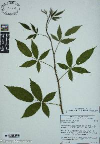 Rubus pubescens image