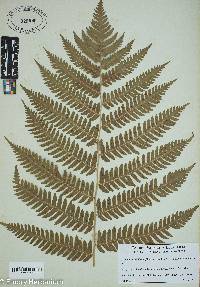 Dryopteris goldieana image