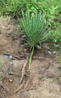 Yucca filamentosa image