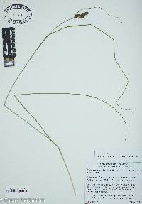 Carex complanata image