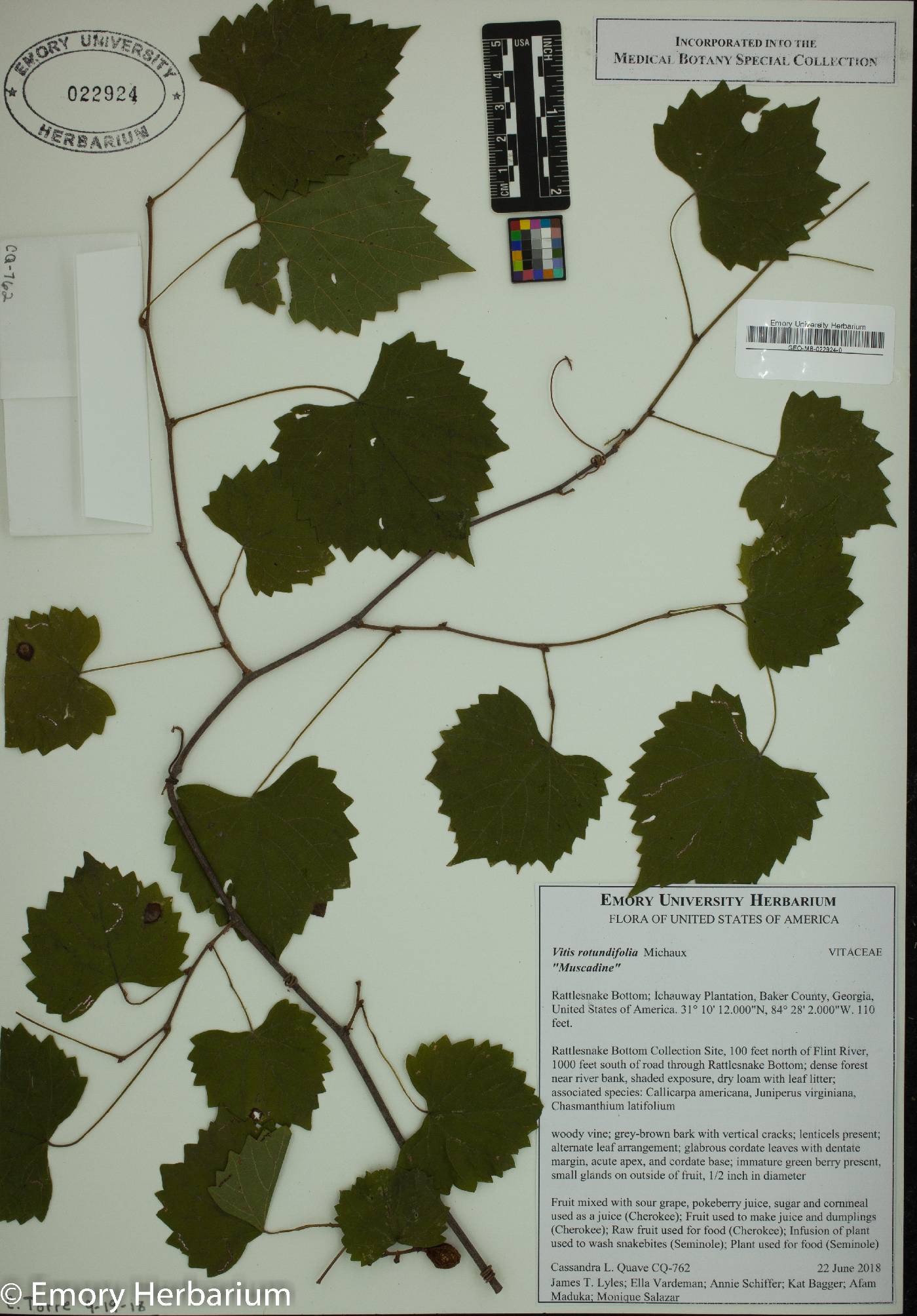 Vitis rotundifolia image