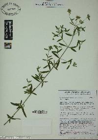 Pycnanthemum flexuosum image