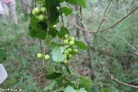 Vitis rotundifolia image