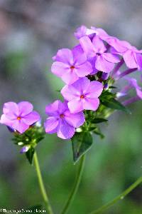 Phlox glaberrima image