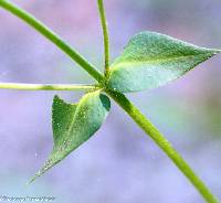 Phlox glaberrima image