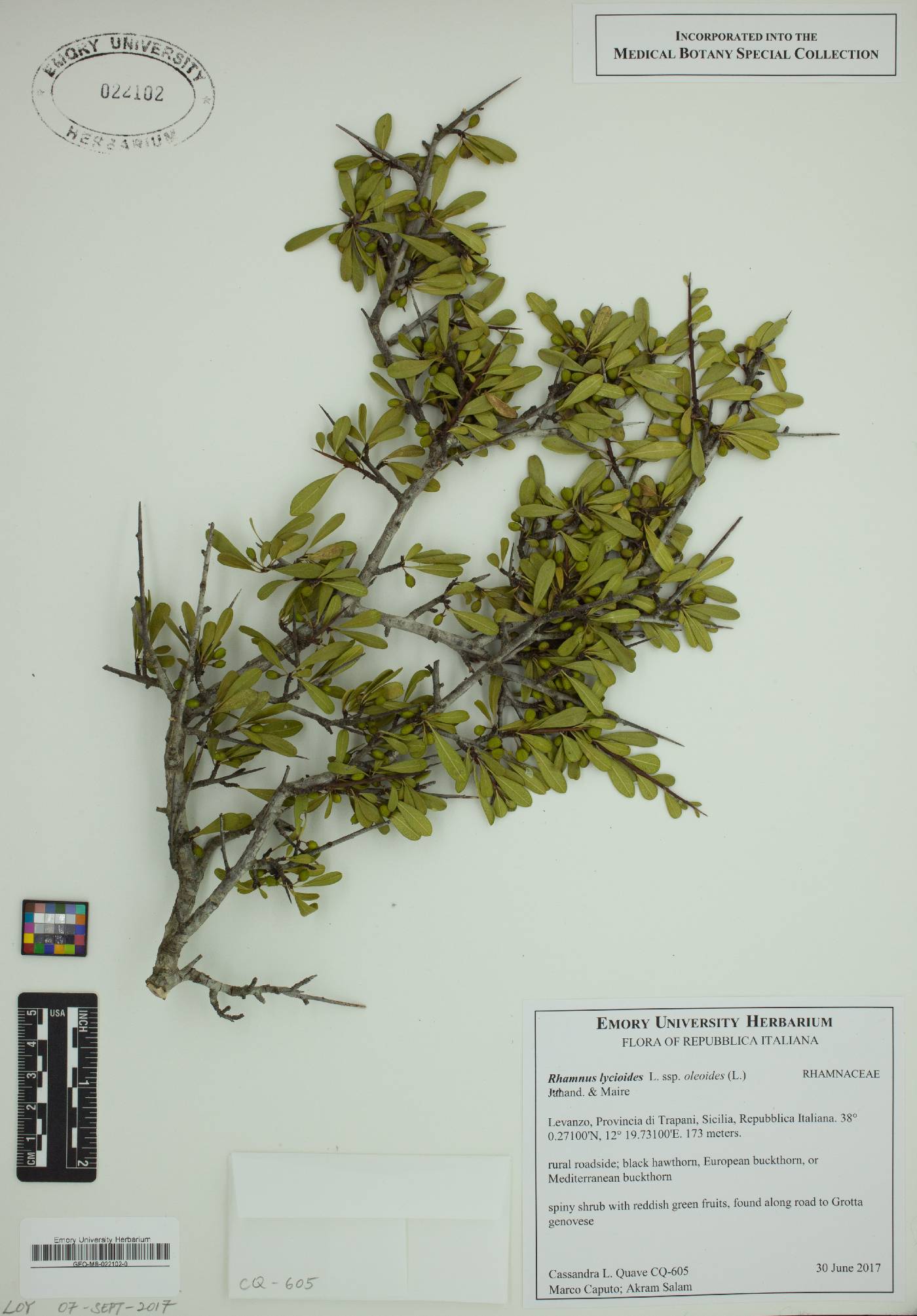 Rhamnus lycioides image