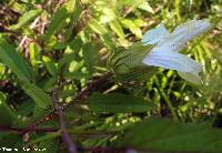 Hibiscus aculeatus image