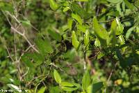 Smilax auriculata image