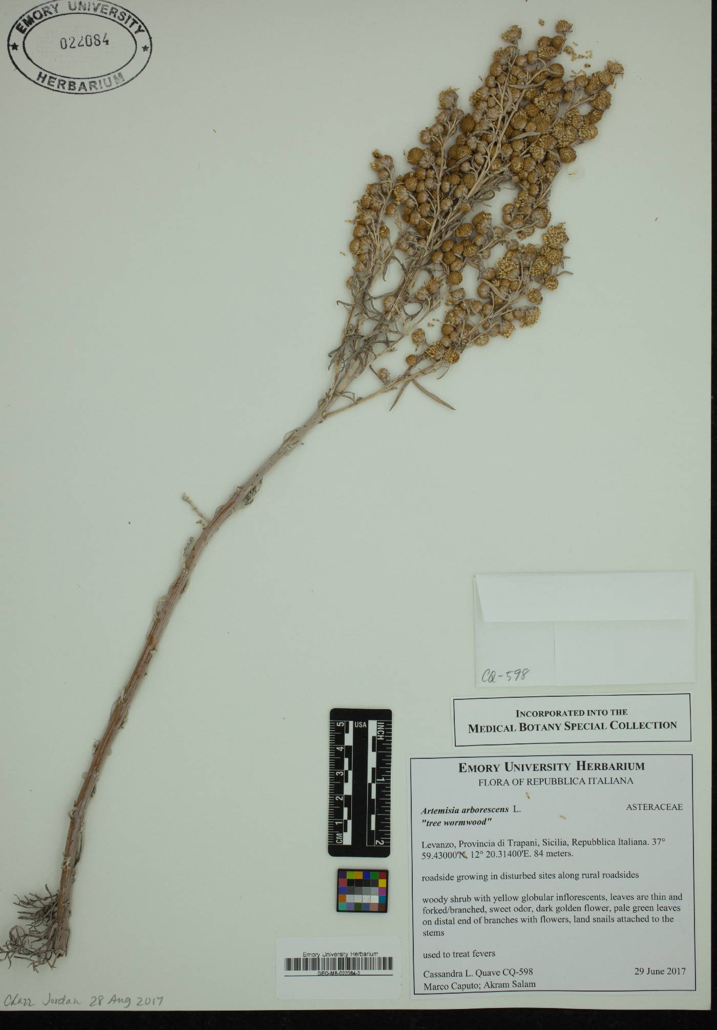 Artemisia arborescens image