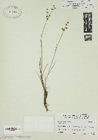 Juncus elliottii image