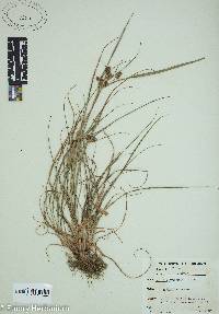 Cyperus retrorsus image