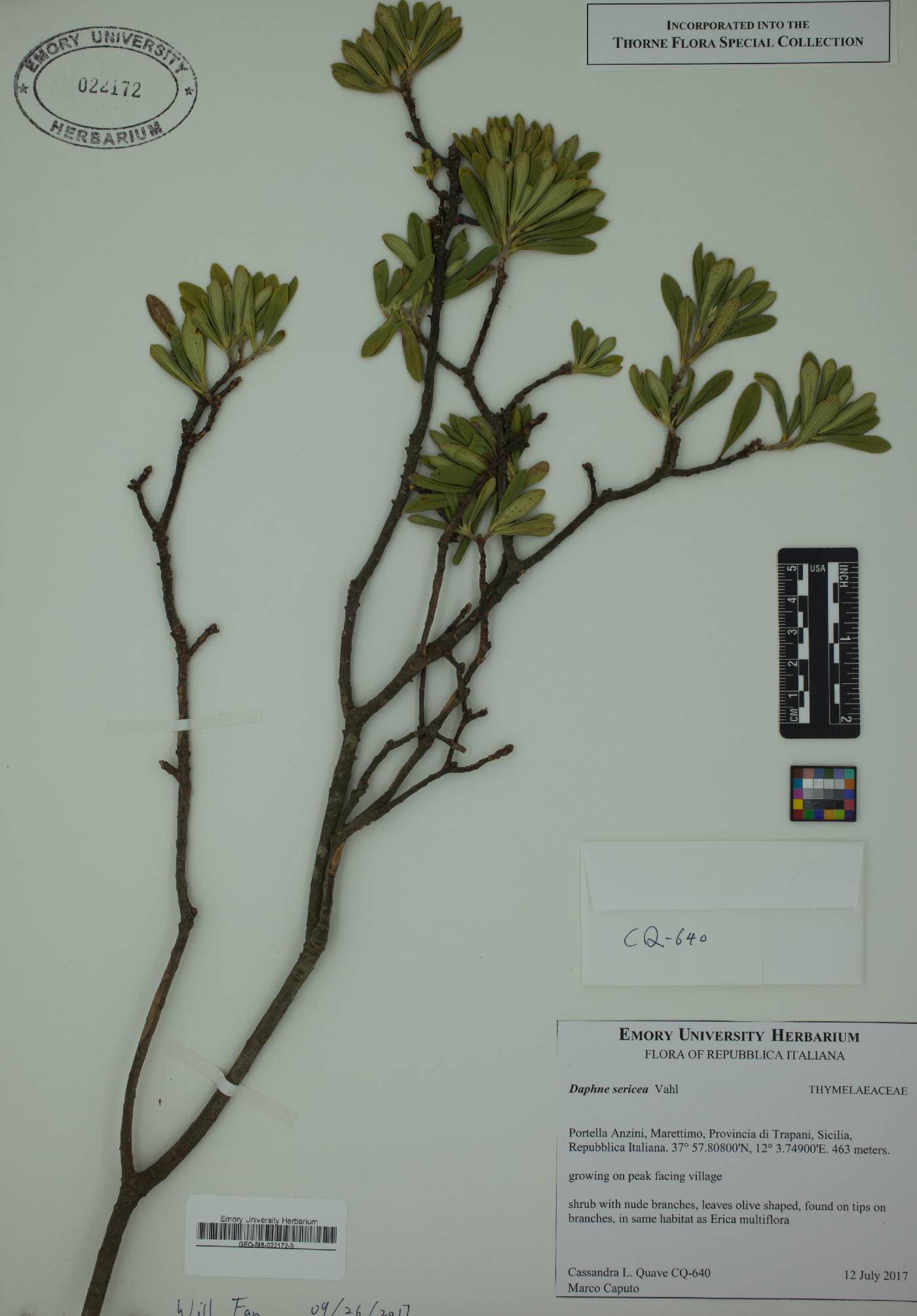 Daphne sericea image