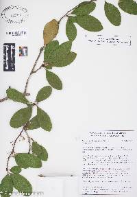 Sideroxylon lanuginosum image