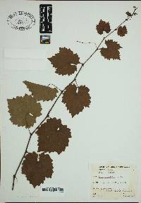Vitis rotundifolia image