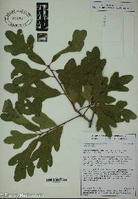 Quercus margaretta image