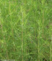 Eupatorium compositifolium image