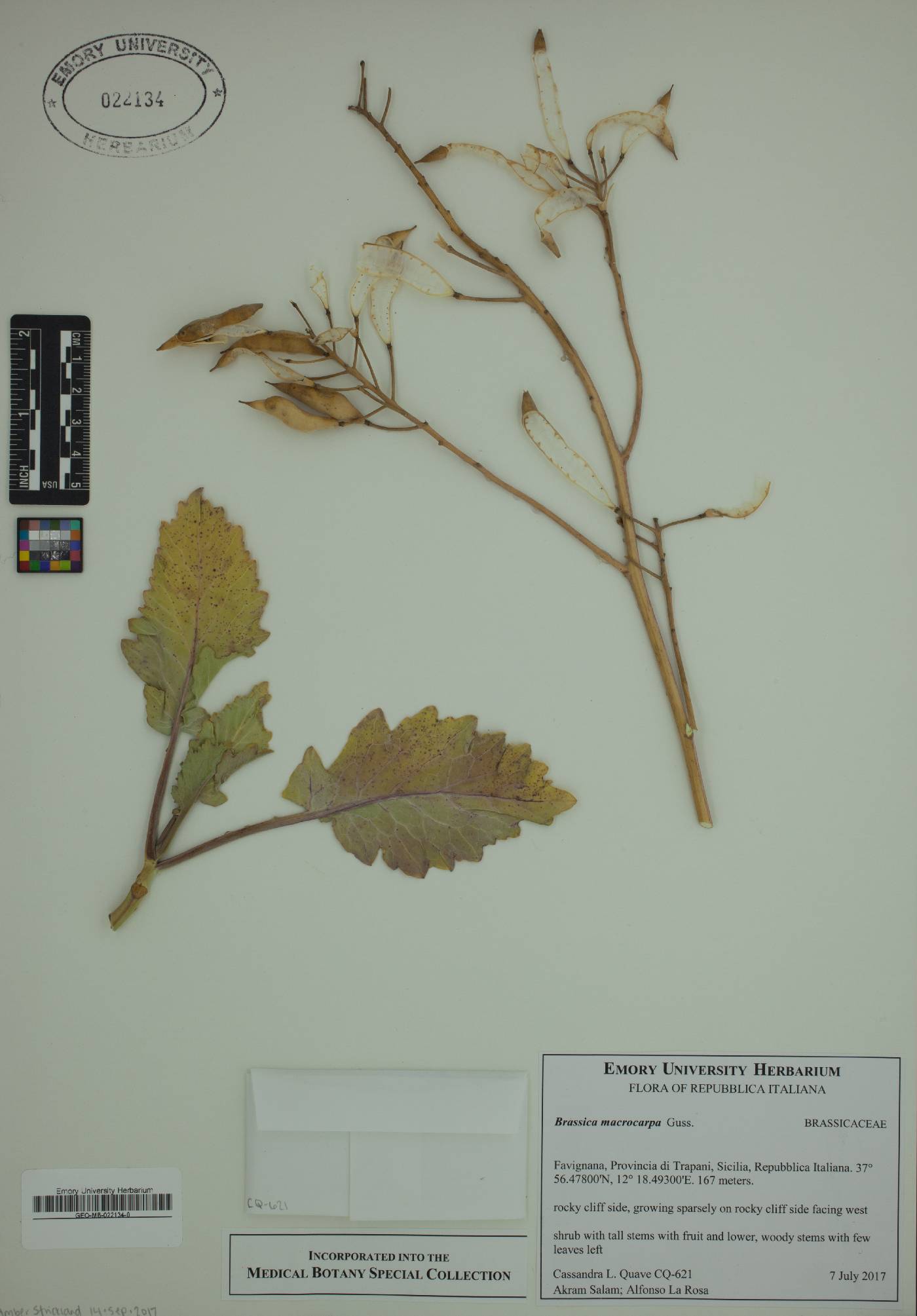 Brassica macrocarpa image