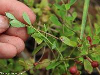 Vaccinium myrsinites image