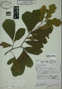 Quercus arkansana image