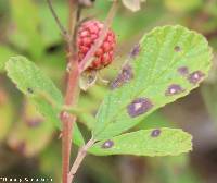 Rubus argutus image