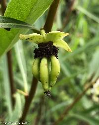 Asimina angustifolia image