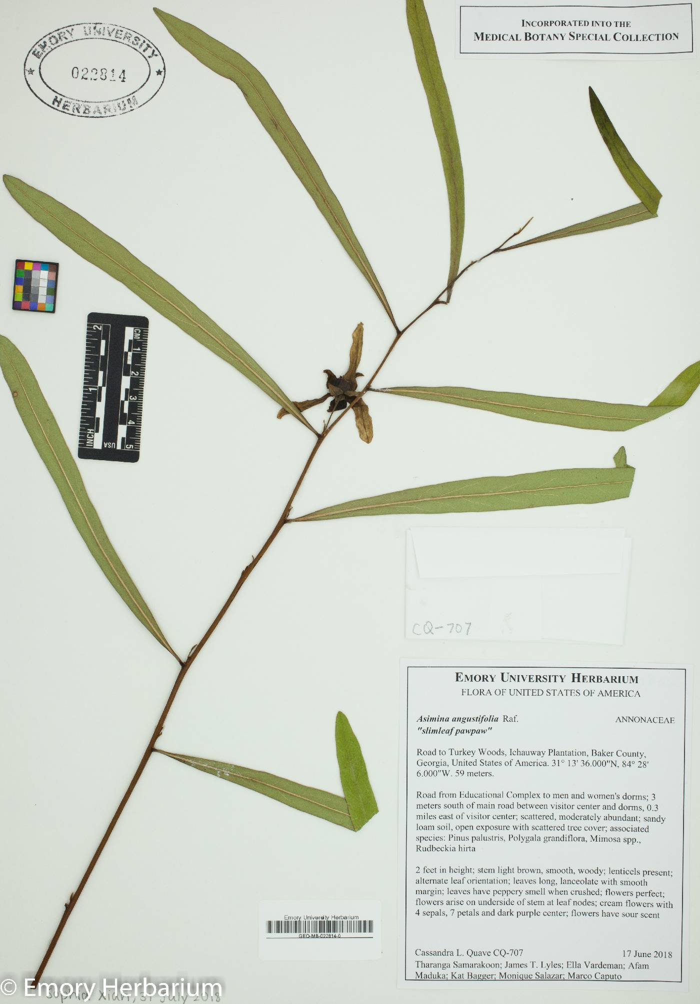 Asimina angustifolia image