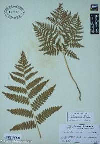 Pteridium aquilinum var. latiusculum image