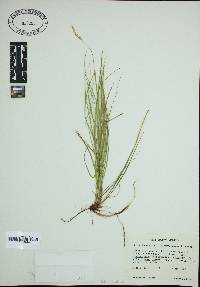 Carex lucorum image