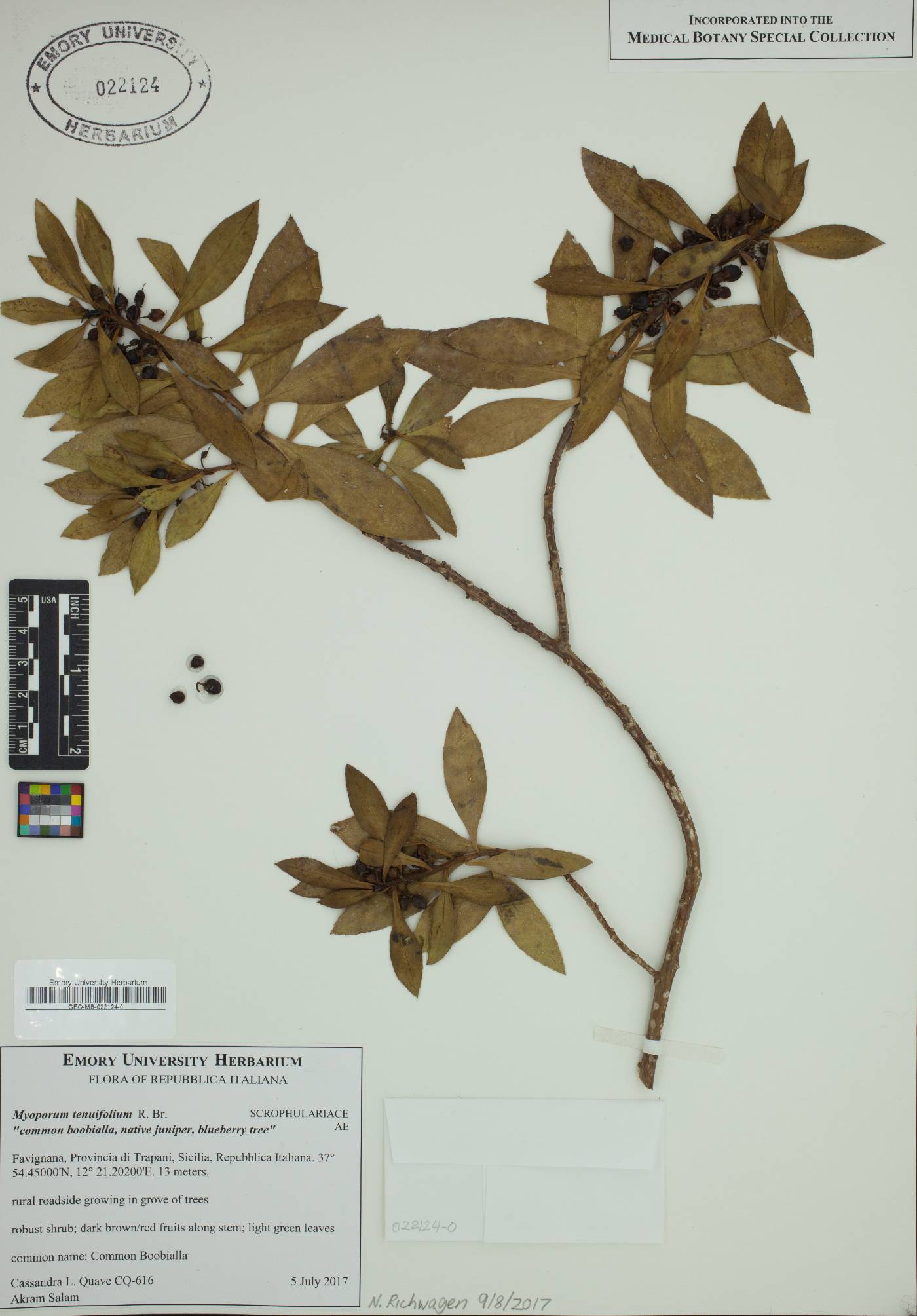 Myoporum tenuifolium image
