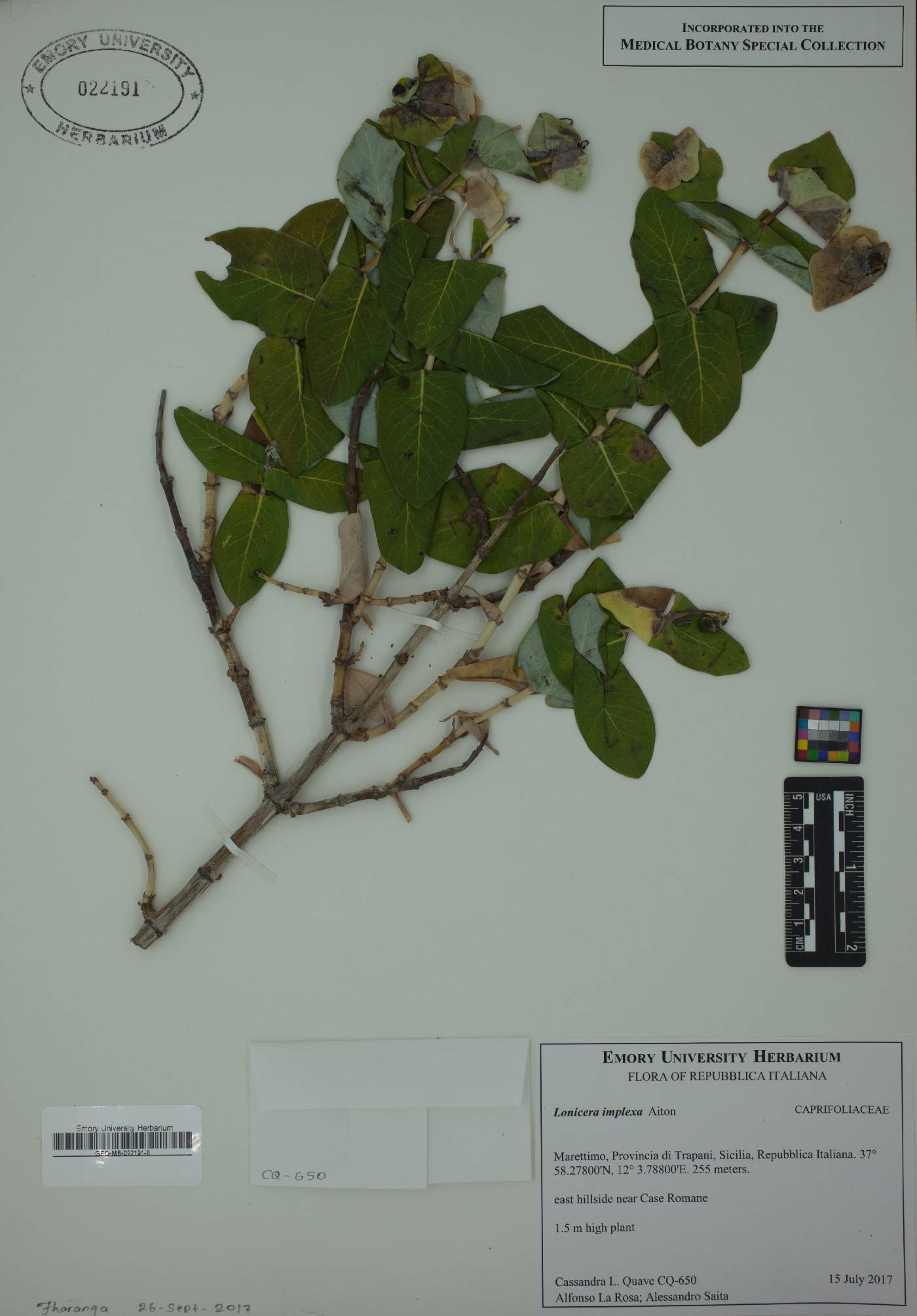 Lonicera implexa image
