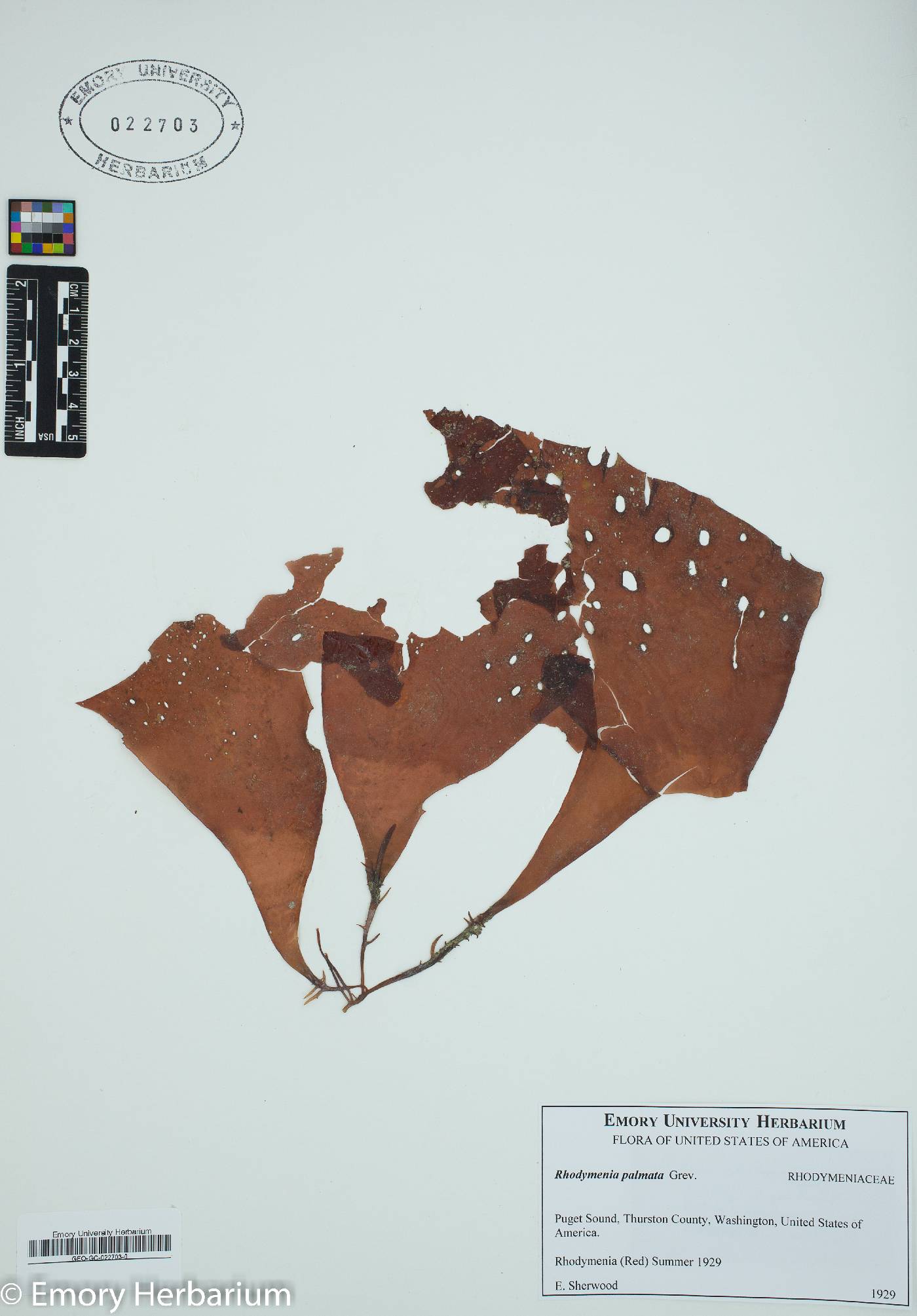 Palmariaceae image