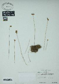 Utricularia cornuta image