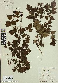 Nekemias arborea image