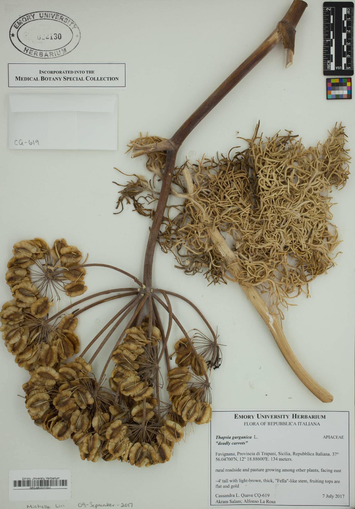 Thapsia garganica image