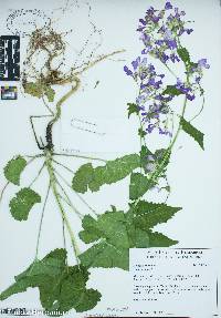 Hesperis matronalis image